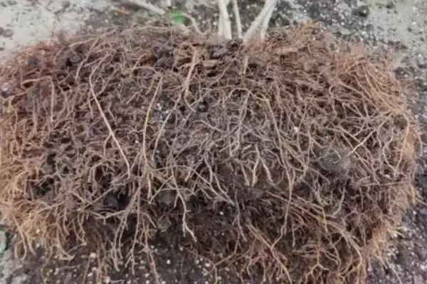 解决绣球花烂根问题的方法和重点?解决绣球花烂根问题要做好哪些细节?插图1 解决绣球花烂根问题的方法和重点?解决绣球花烂根问题要做好哪些细节?插图1