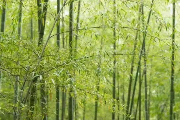 外直中通襟怀若谷是哪种植物？判断符合该寓意的植物要了解哪些文化和植物特性要点？插图5