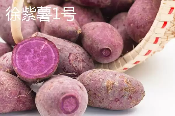 紫薯品种的种类和要点？了解紫薯品种需关注哪些关键信息？插图9