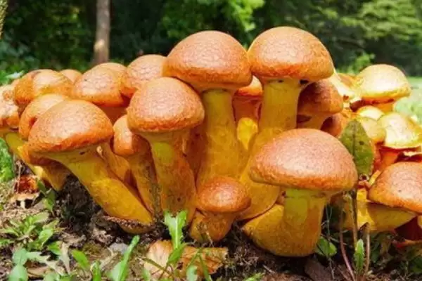 蘑菇这种菌类植物有种子吗 ,蘑菇科菌类植物是没有种子这一说法的插图2 蘑菇这种菌类植物有种子吗 ,蘑菇科菌类植物是没有种子这一说法的插图2