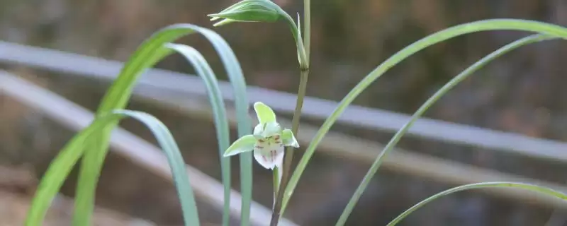 细叶寒兰特点的要点和解读？解读细叶寒兰特点需注意什么？-会东网