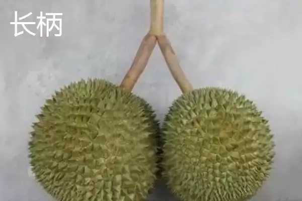 榴莲的英文名称 ,榴莲的英文名称是怎么来的呢?插图4 榴莲的英文名称 ,榴莲的英文名称是怎么来的呢?插图4