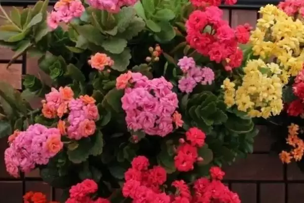 判断长寿花是否喜干的方法和重点？判断长寿花是否喜干要做好哪些细节？插图1