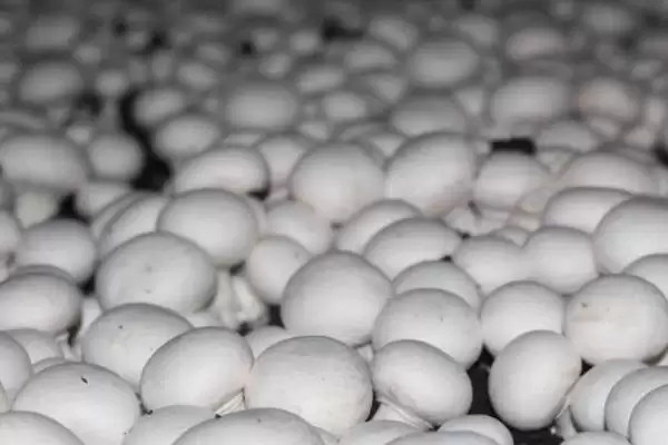 双孢菇的价格？了解双孢菇价格要分析哪些市场供需和品质影响因素？插图1