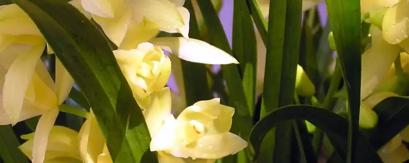 养金玉满堂花的方法和重点?养金玉满堂花要做好哪些细节?插图 养金玉满堂花的方法和重点?养金玉满堂花要做好哪些细节?插图