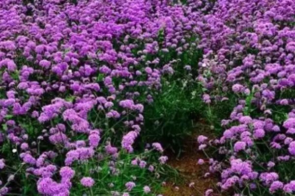 马鞭草什么时候开花 ,马鞭草一般在什么季节开花插图3