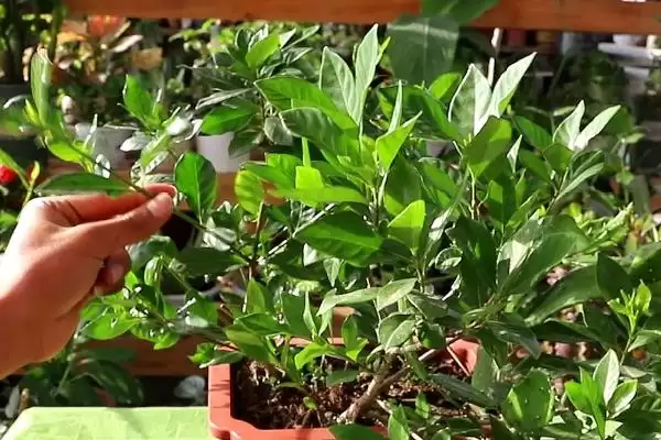 掌握栀子花移栽方法的方法和重点？掌握栀子花移栽方法要做好哪些细节？插图1