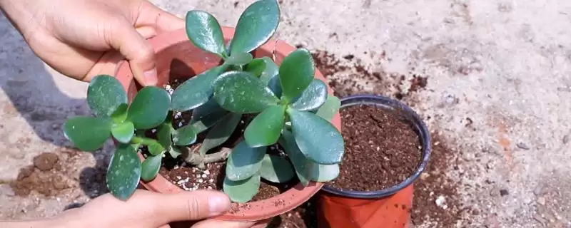 处理玉树烂根问题的方法和重点？处理玉树烂根问题要做好哪些细节？-会东网