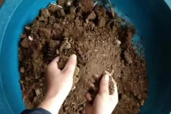 太阳花种子如何快速发芽?促使太阳花种子快速发芽要掌握哪些有效技巧?插图1 太阳花种子如何快速发芽?促使太阳花种子快速发芽要掌握哪些有效技巧?插图1