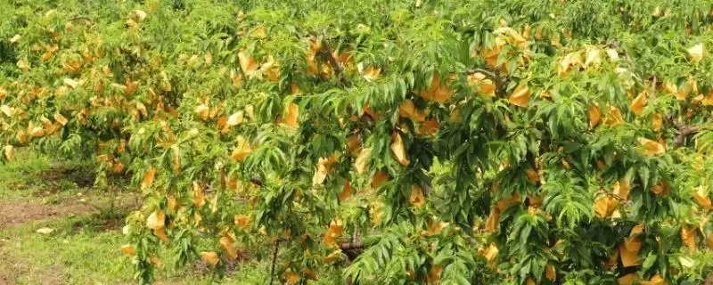 种植水蜜桃的方法和重点?种植水蜜桃要做好哪些细节?插图 种植水蜜桃的方法和重点?种植水蜜桃要做好哪些细节?插图
