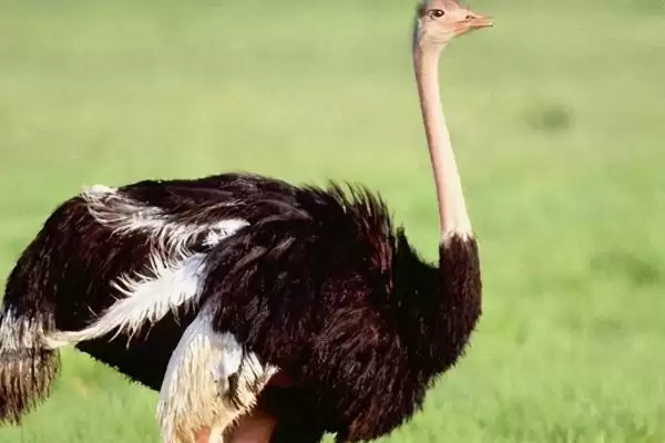 鸵鸟的特征？认识鸵鸟要了解哪些关键的生物形态、习性和生理特征要点？插图3