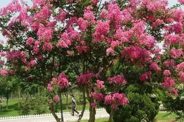 紫薇树的基本介绍和要点？了解紫薇树需关注哪些关键信息？插图1