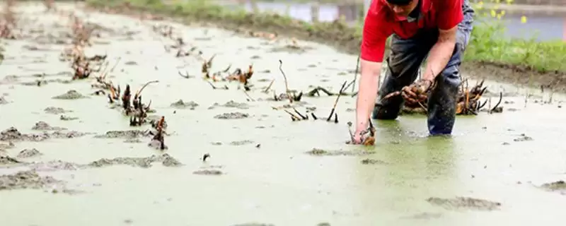 莲藕浅水定向种植方法 ,莲藕浅水种植水层如何控制？-会东网