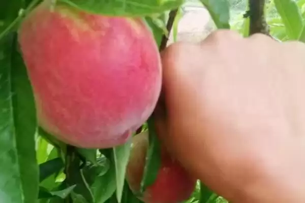了解早红桃成熟月份的方法和重点?了解早红桃成熟月份要做好哪些细节?插图1 了解早红桃成熟月份的方法和重点?了解早红桃成熟月份要做好哪些细节?插图1