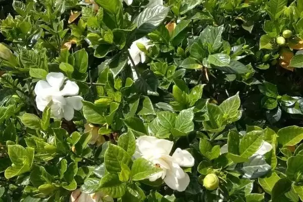 掌握栀子花移栽方法的方法和重点？掌握栀子花移栽方法要做好哪些细节？插图3