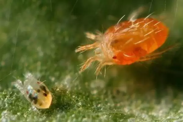 有效使用捕食螨的方法和重点？有效使用捕食螨要做好哪些细节？插图3