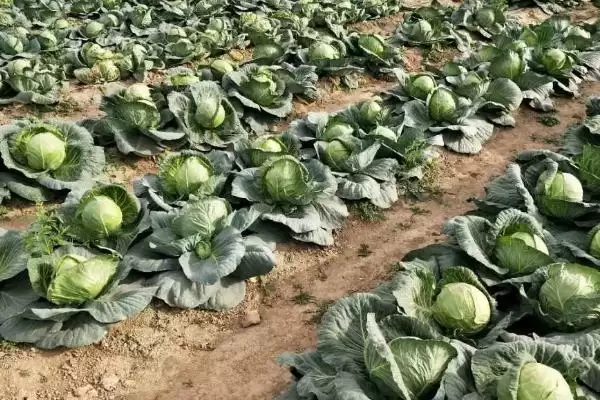 如何识别甘蓝缺钙症?种植甘蓝识别缺钙症要掌握哪些判断方法?插图3 如何识别甘蓝缺钙症?种植甘蓝识别缺钙症要掌握哪些判断方法?插图3