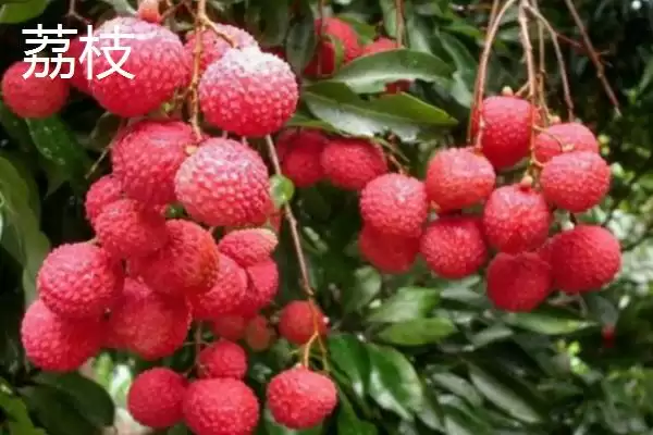 荔枝和释迦的区别 ,荔枝和释迦在哪些方面有不同？插图4