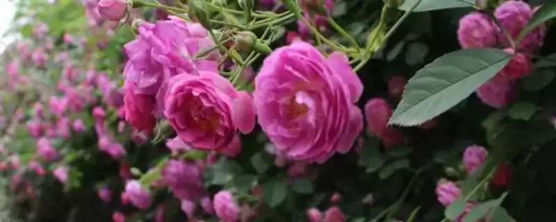 蔷薇花颜色大揭秘：白色、粉色等多种颜色的美丽绽放-会东网
