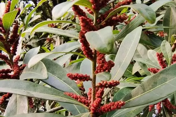 了解植物分辨公母方式的方法和重点?了解植物分辨公母方式要做好哪些细节?插图2 了解植物分辨公母方式的方法和重点?了解植物分辨公母方式要做好哪些细节?插图2