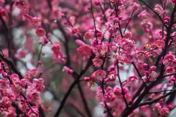 什么是梅花？认识梅花要了解哪些关键的花卉形态和文化寓意？插图5