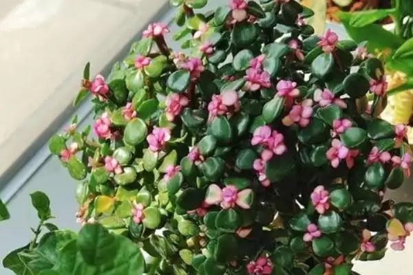 金枝玉叶的花语 ,金枝玉叶这种植物有何花语呢插图1
