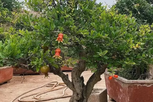 石榴盆景栽培技术？栽培石榴盆景要遵循哪些科学的种植方法？插图3