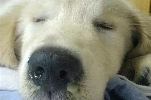 犬瘟热病毒感染源揭秘:病犬和带毒犬的传播风险插图1 犬瘟热病毒感染源揭秘:病犬和带毒犬的传播风险插图1