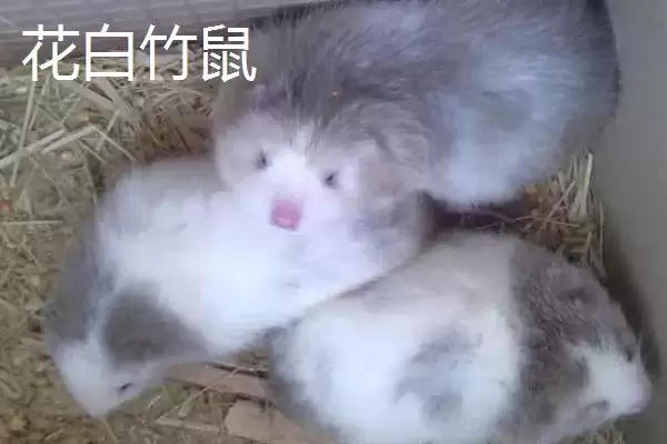 竹鼠一年生育胎数的规律和要点？了解竹鼠生育需关注哪些方面？插图5