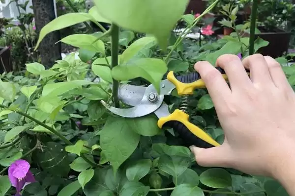 龙吐珠的养殖方法 ,龙吐珠养殖为何要放向阳处？插图6