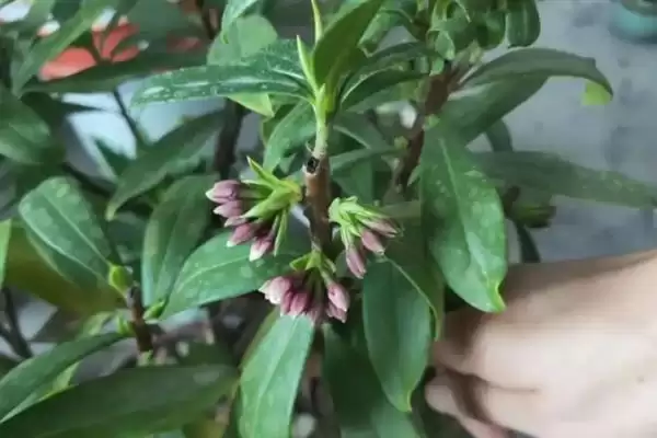 瑞香几月修剪合适？修剪瑞香要把握哪些合适的修剪时间和要点？插图2