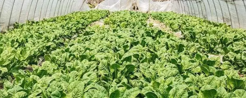 温室蔬菜冬季施肥注意事项？冬季给温室蔬菜施肥要遵循哪些重要的施肥要点和原则？-会东网