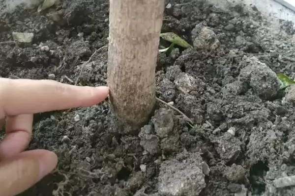 让幸福树在北方过冬的方法和重点？让幸福树在北方过冬要做好哪些细节？插图7