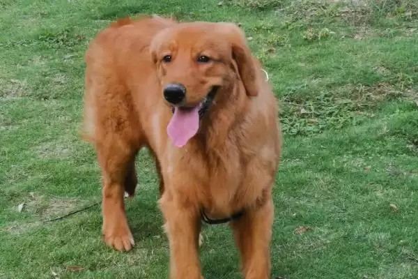 金毛犬表达情绪的方式 ,金毛怎样表现它的心情状态插图1