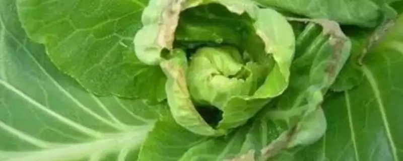 如何识别甘蓝缺钙症?种植甘蓝识别缺钙症要掌握哪些判断方法?插图 如何识别甘蓝缺钙症?种植甘蓝识别缺钙症要掌握哪些判断方法?插图
