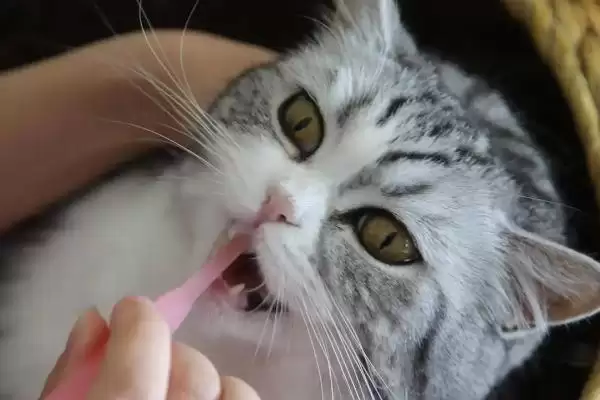 给猫咪做口腔护理的方法和重点?给猫咪做口腔护理要做好哪些细节?插图2 给猫咪做口腔护理的方法和重点?给猫咪做口腔护理要做好哪些细节?插图2