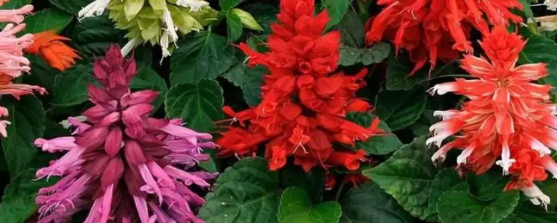 认识云南植物种类的方法和重点？认识云南植物种类要做好哪些细节？-会东网