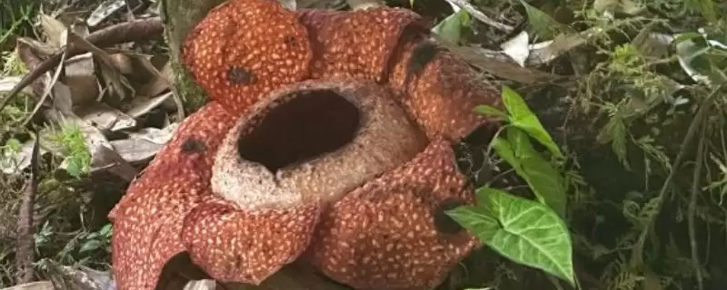 热带雨林有些什么植物？认识热带雨林植物要了解哪些关键信息？-会东网