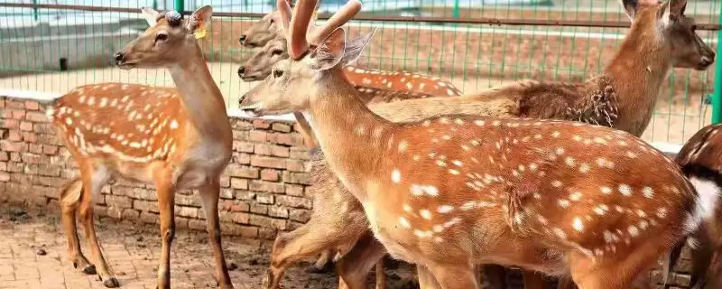 梅花鹿的养殖有哪些要求呢 ,梅花鹿养殖对场地、水源等有要求-会东网