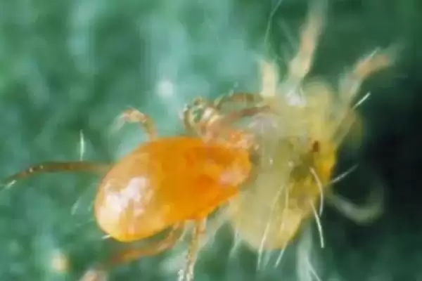 有效使用捕食螨的方法和重点？有效使用捕食螨要做好哪些细节？插图1