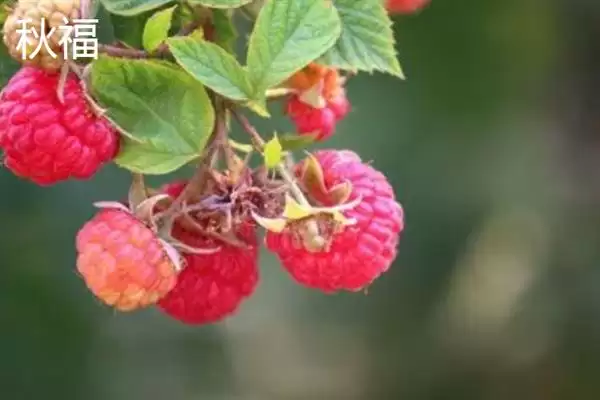 树莓与刺莓的区别？区分树莓与刺莓要关注哪些重要的差异点？插图3