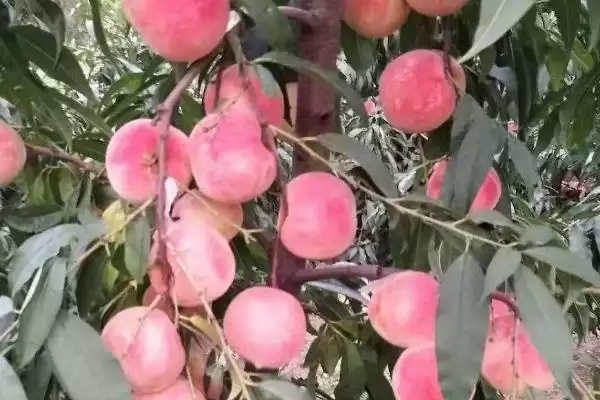 寿桃的寓意？了解寿桃寓意要探究哪些文化传统和象征意义内涵？插图2