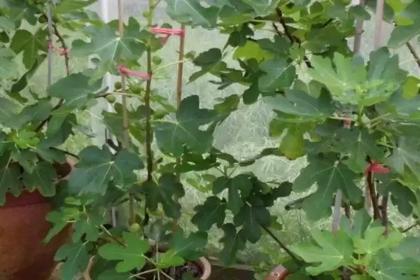 无花果树苗价格的波动和要点？了解无花果树苗价格需关注哪些因素？插图3