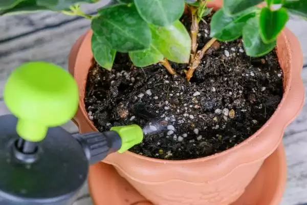 新手养花要注意的问题要点和关键提示？新手养花需关注哪些关键事项？插图1
