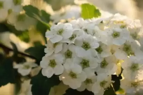 养香雪球使其多开花的方法和重点?养香雪球使其多开花要做好哪些细节?插图3 养香雪球使其多开花的方法和重点?养香雪球使其多开花要做好哪些细节?插图3
