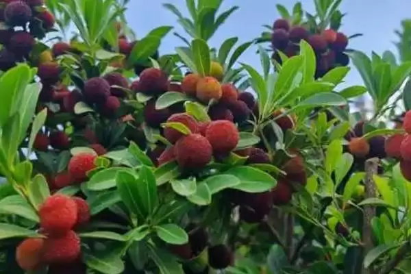 适合种植杨梅的地区？确定适合种植杨梅的地区要考虑哪些气候和土壤条件？插图1