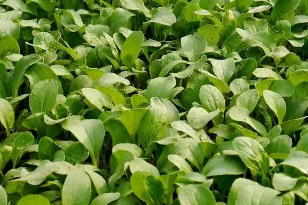 小白菜收获时间的要点和判断?判断小白菜收获时机需注意什么?插图2 小白菜收获时间的要点和判断?判断小白菜收获时机需注意什么?插图2