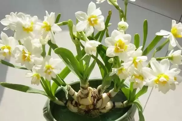 水仙花球开过花后如何处理?处理水仙花球花后要采取哪些有效的养护措施?插图5 水仙花球开过花后如何处理?处理水仙花球花后要采取哪些有效的养护措施?插图5
