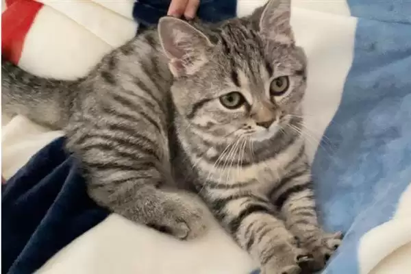 让猫咪变得粘人的方法？培养猫咪粘人习性要掌握哪些有效的互动和饲养方法？插图8