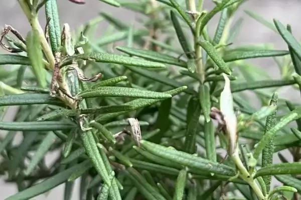 迷迭香的价格会有怎样的变化呢 ,迷迭香价格依地区、时间、季节浮动插图1